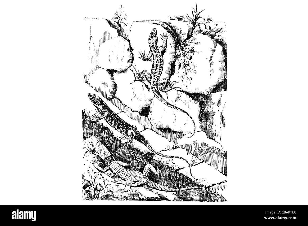 LÉZARD (Lacerta Muralis) - Illustration gravée de 1889 Banque D'Images