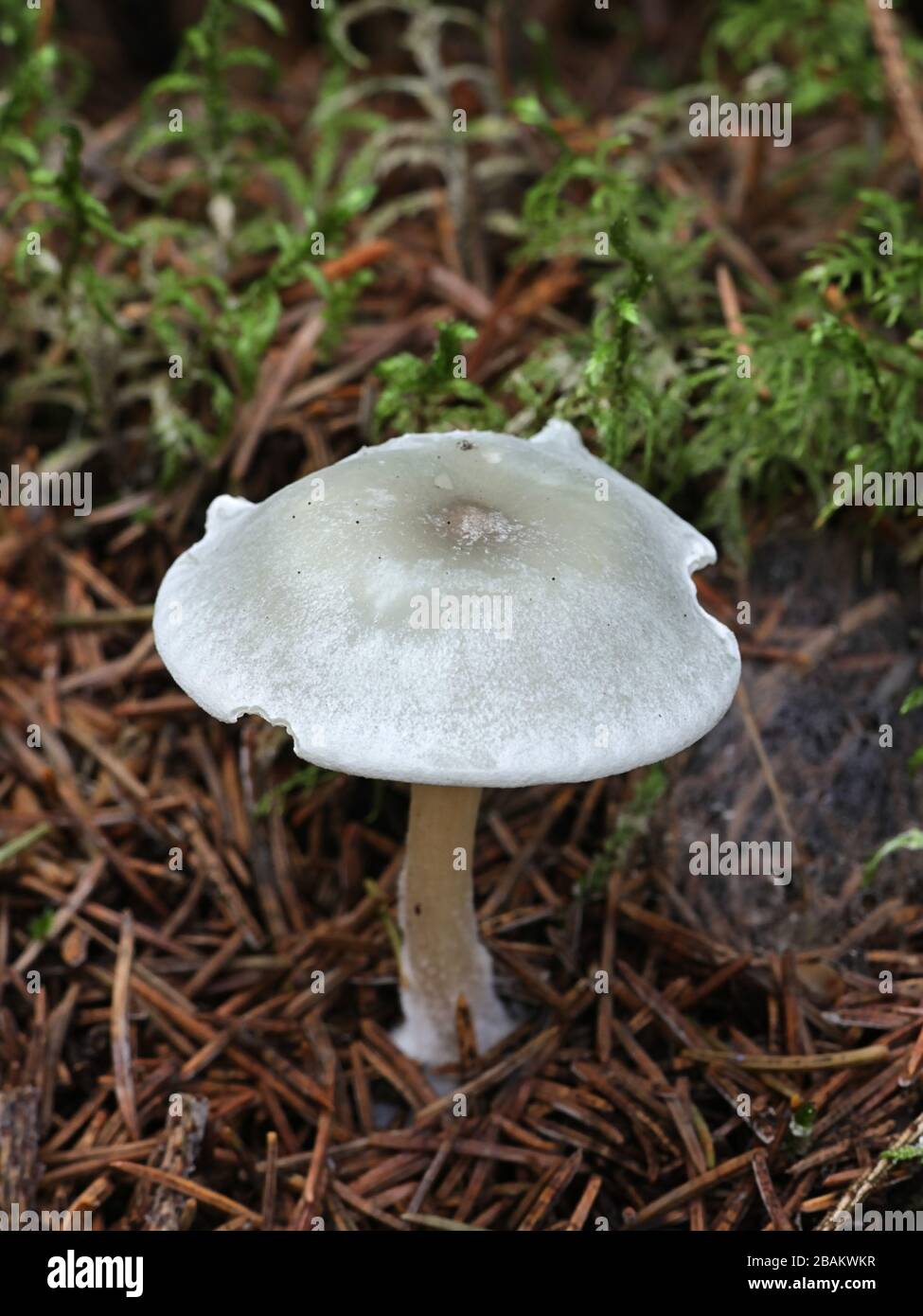 Clitocybe odora, connu sous le nom de Aniseed Toadstool ou Aniseed Funnel Cap, champignons sauvages de Finlande Banque D'Images