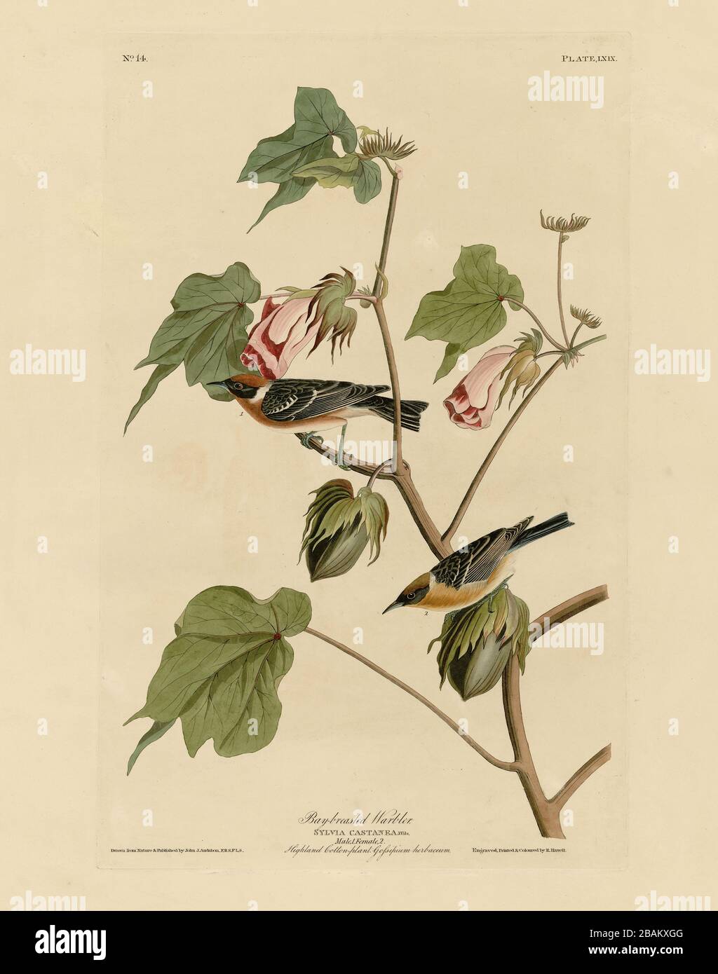 Plaque 69 Paruline à la poitrine de la plume Birds of America (1827–1839) de John James Audubon - image éditée de très haute résolution et de qualité Banque D'Images