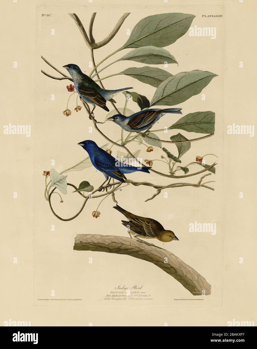 Plaque 74 Indigo Bird (Indigo Bunting) du folio Birds of America (1827–1839) de John James Audubon, image modifiée de très haute résolution et de qualité Banque D'Images