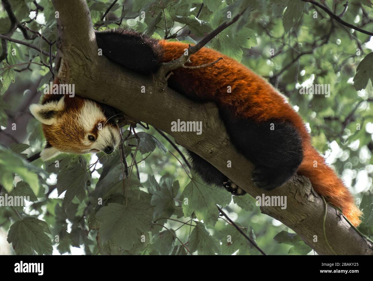 Red Panda , Ailurus fulgens, regardant vers le bas de la branche d'arbre Banque D'Images