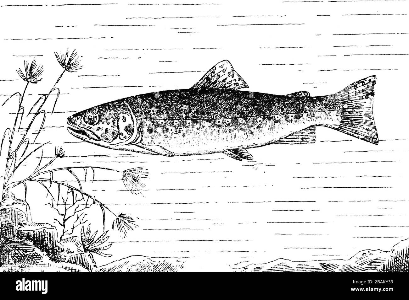 TRUITE BRUNE ( Salmo trutta fario) - Illustration 1889 gravée de style vintage Banque D'Images