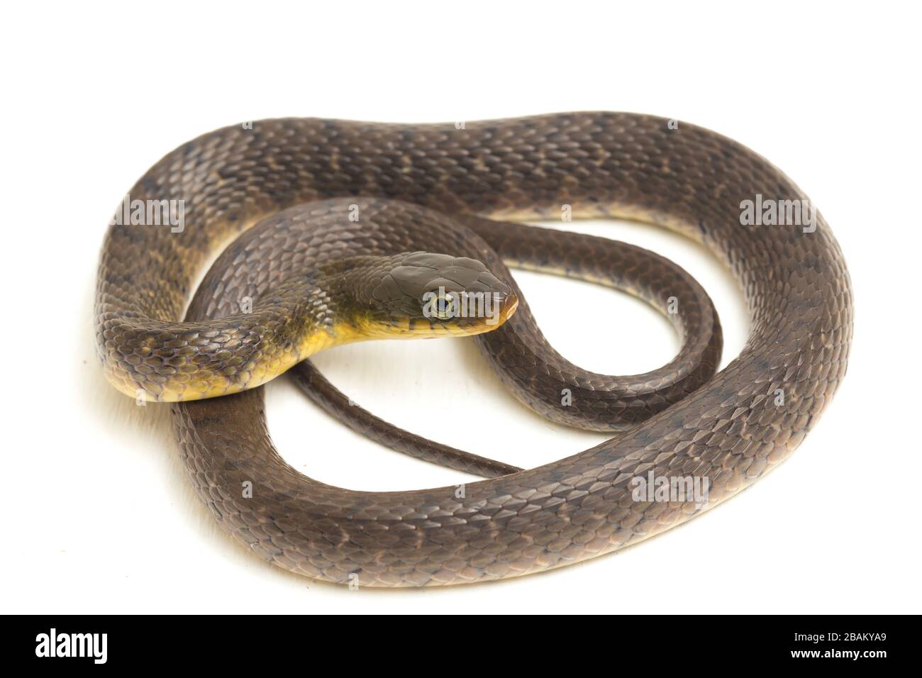 Le kéelback du triangle du serpent d'eau (Xenochromphis trianguligerus) isolé sur fond blanc Banque D'Images