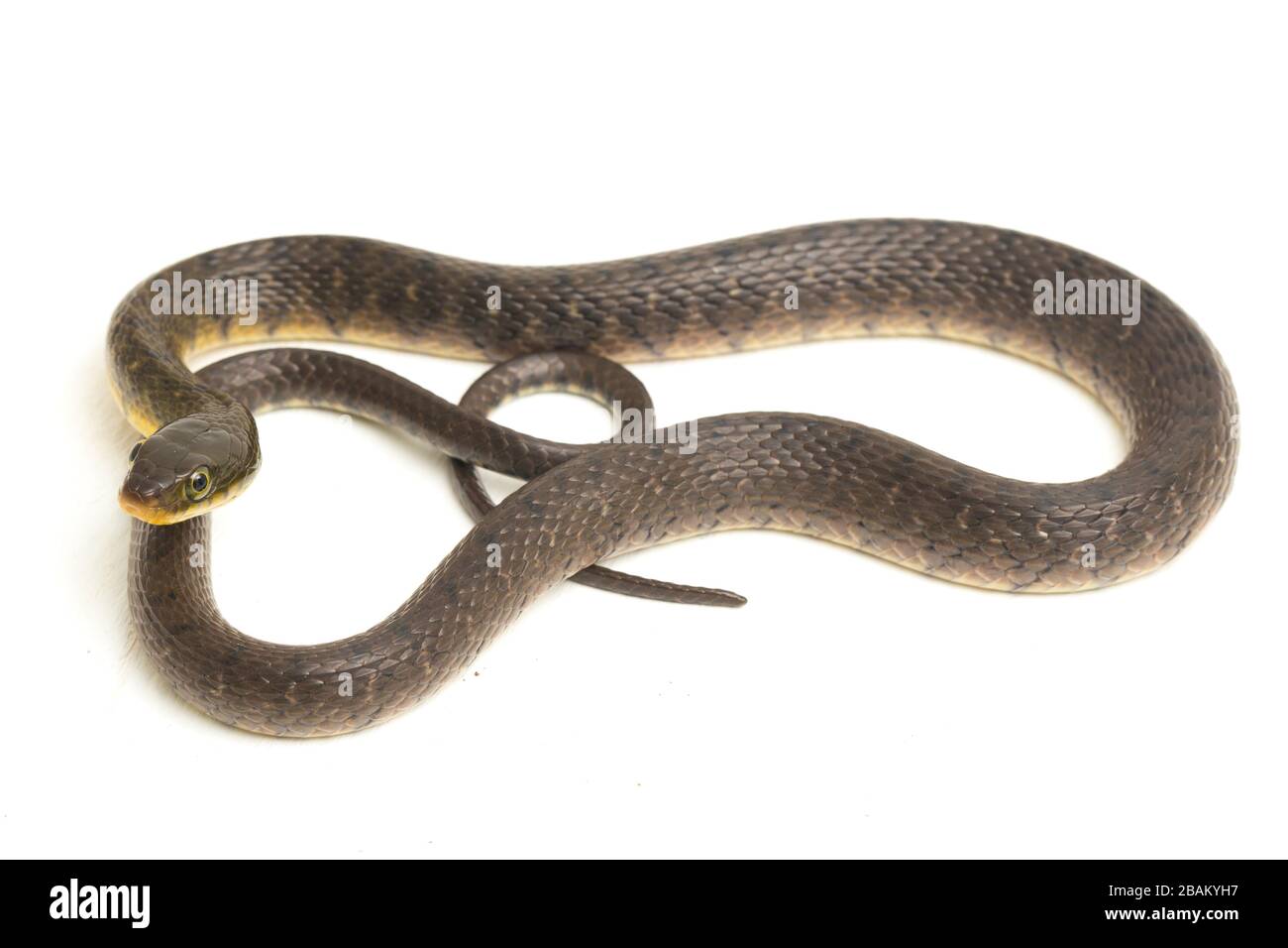 Le kéelback du triangle du serpent d'eau (Xenochromphis trianguligerus) isolé sur fond blanc Banque D'Images