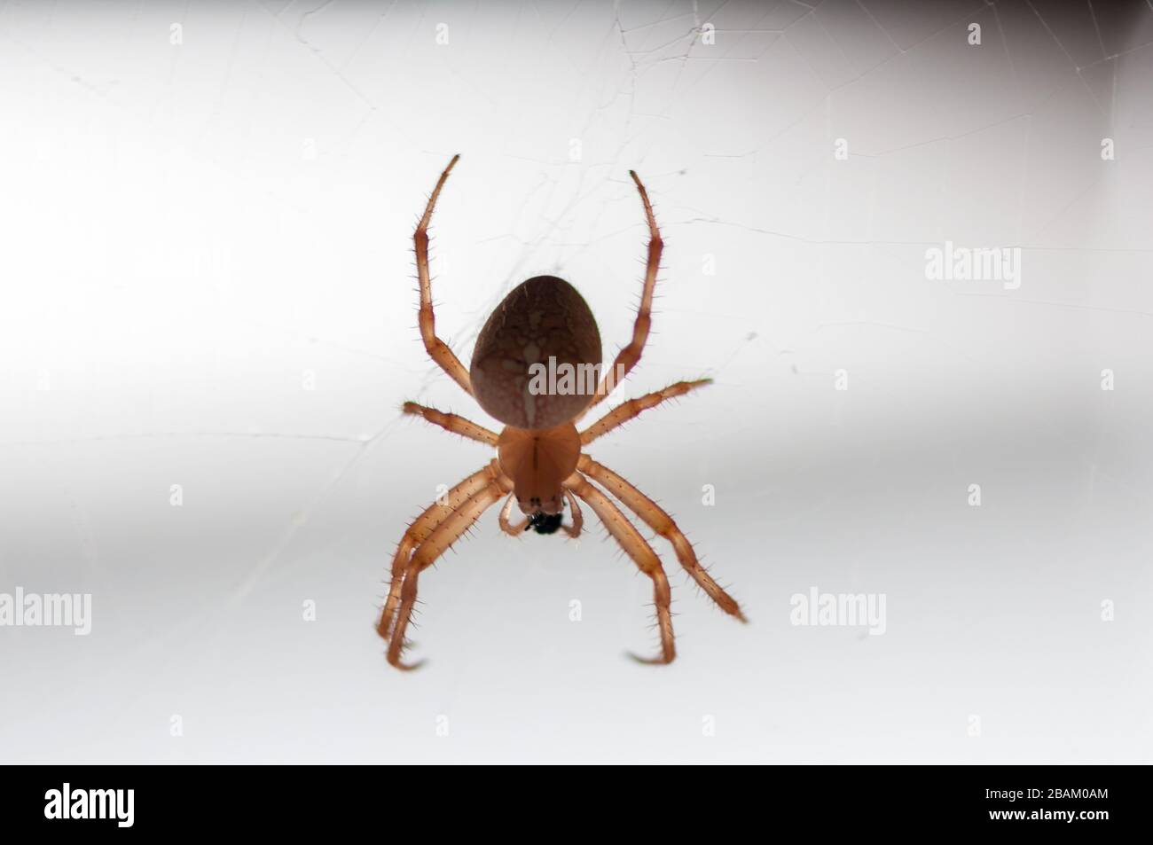 De manger une araignée mouche sur son site web. Jardin de l
