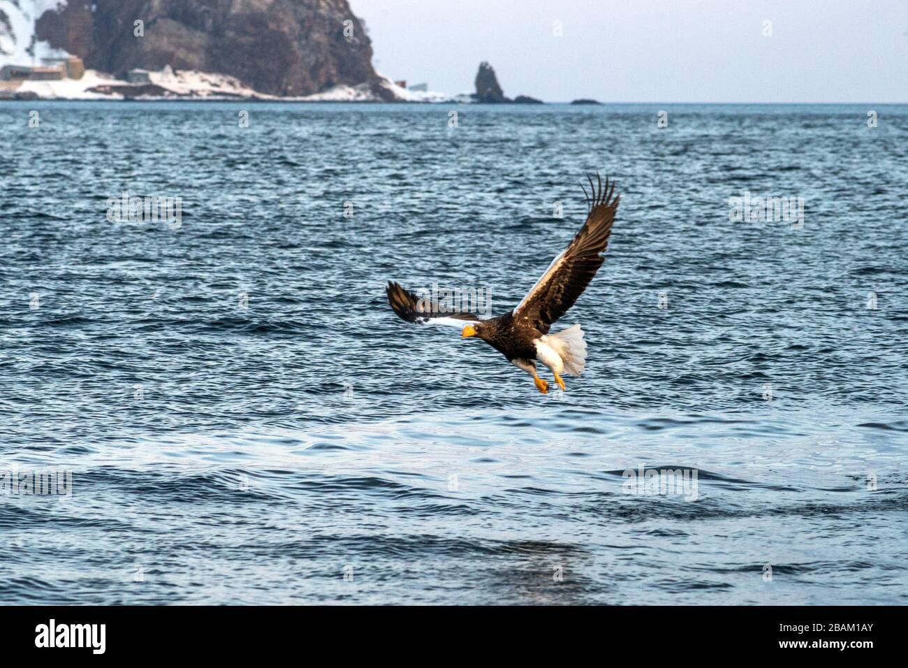 L'aigle de mer de Steller en vol chasse au poisson de la mer au lever du soleil, Hokkaido, Japon, majestueux aigle de mer avec de grandes griffes visant à attraper le poisson de l'eau de surf Banque D'Images