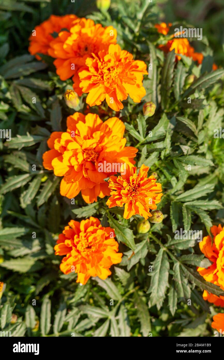 Fleur de Marigold française dans le jardin Banque D'Images