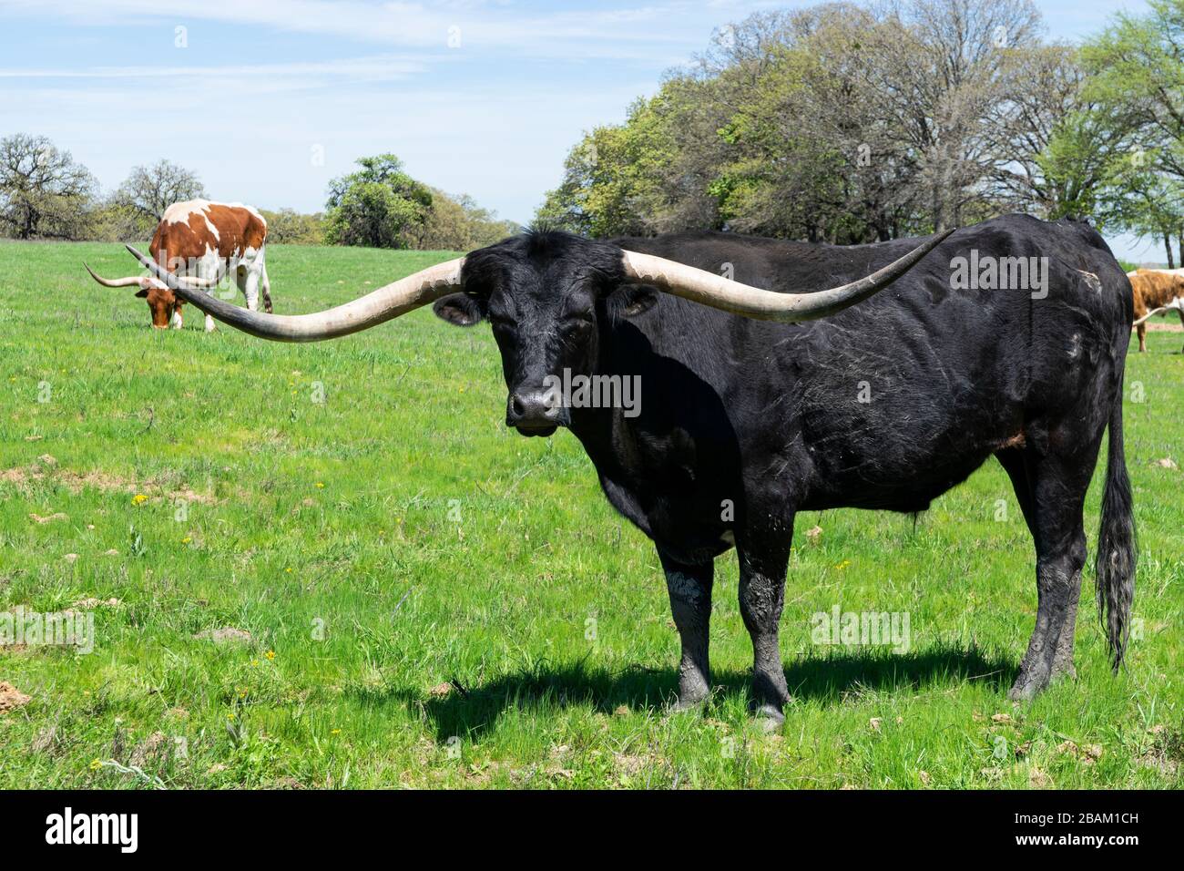 un grand taureau noir massif, Longhorn avec des cornes courbées très longues debout dans un pâturage plein d'herbe verte et affamant intensément à la caméra pendant que o Banque D'Images