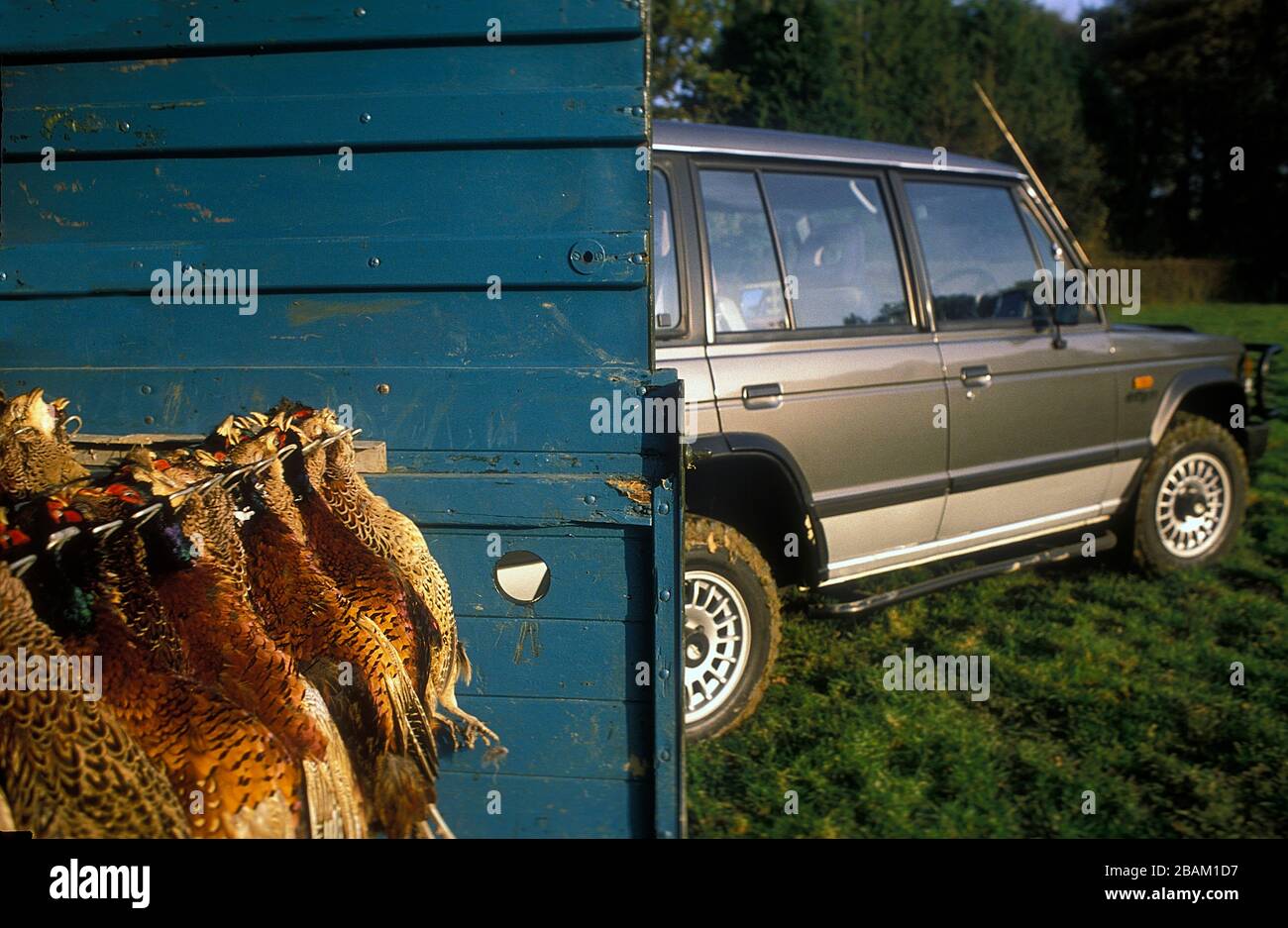 Pheasant pousse près du chemin Dyke d'Offa dans le Shropshire Royaume-Uni 1990 Banque D'Images