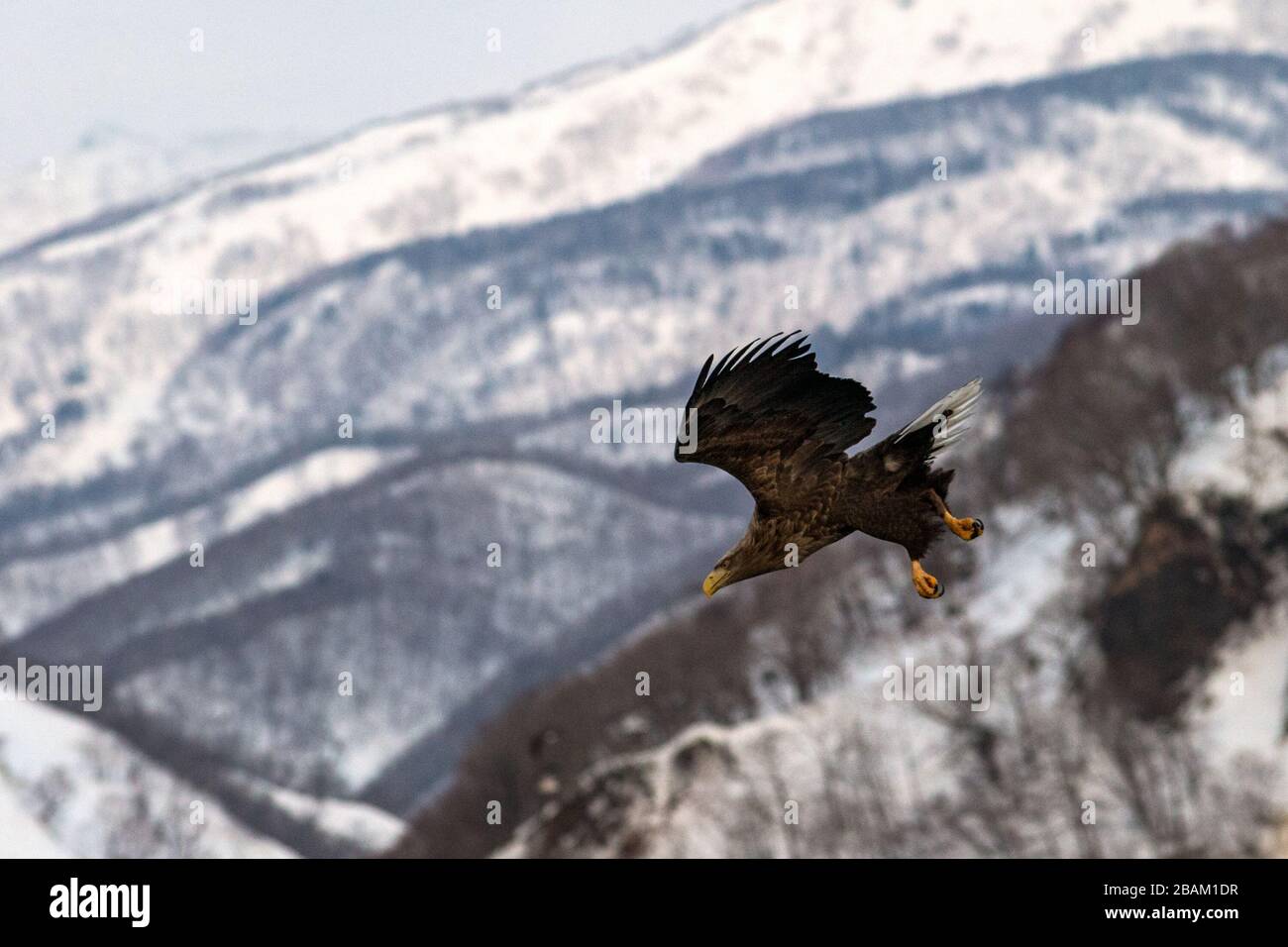 Aigle à queue blanche volant devant les montagnes d'hiver à Hokkaido, silhouette d'oiseau. Beau paysage naturel en hiver. Montagne couverte par s Banque D'Images