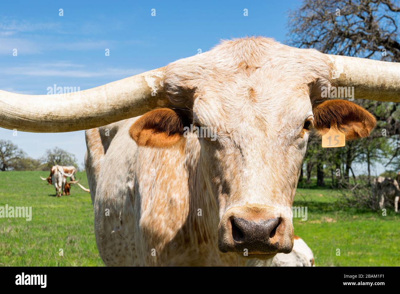 Gros portrait du visage d'un grand taureau Longhorn blanc et brun avec oreilles orange, cornes longues et yeux doux debout dans un pré vert avec oth Banque D'Images