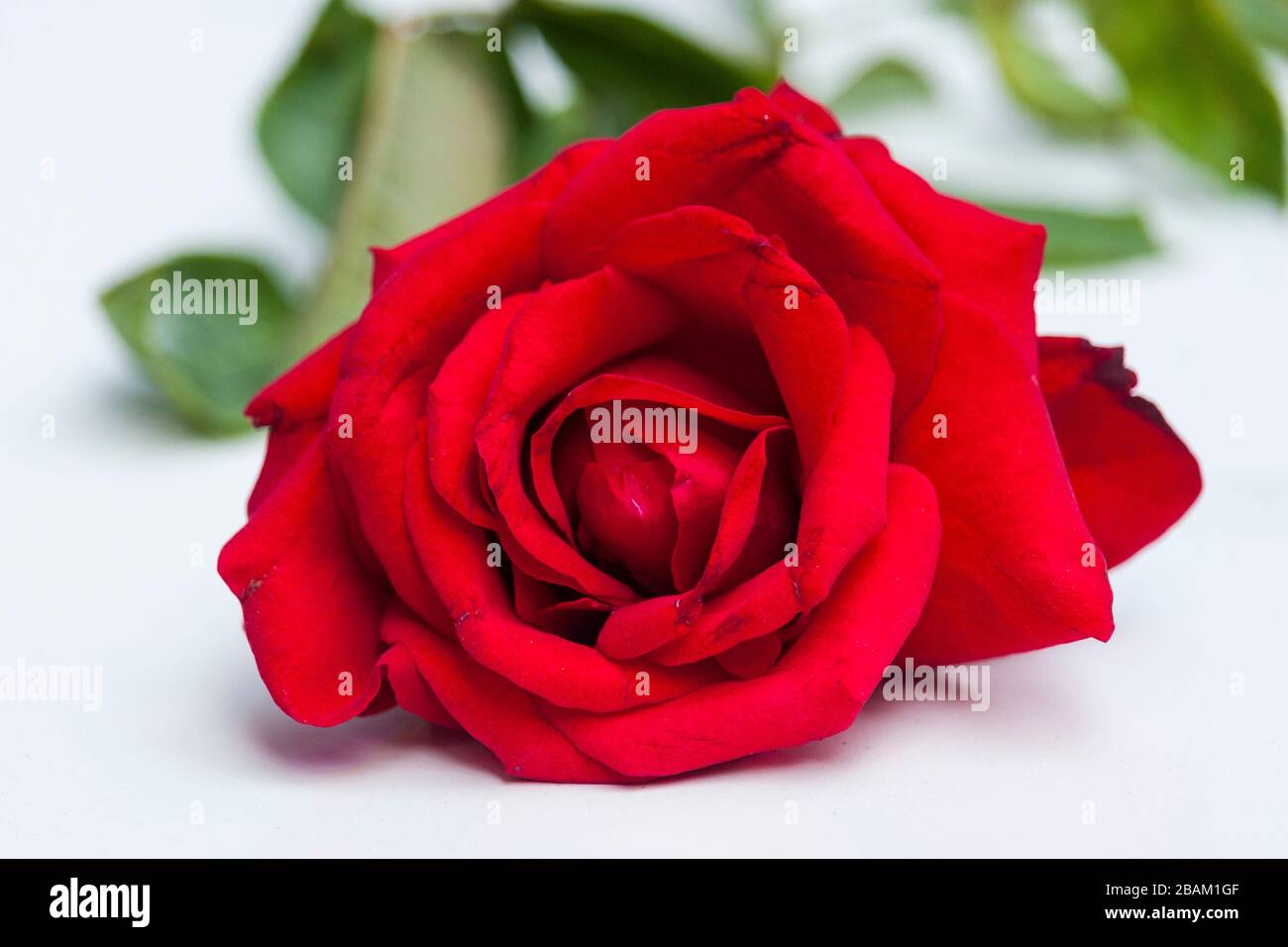 Fleur de rose rouge avec fond blanc Banque D'Images