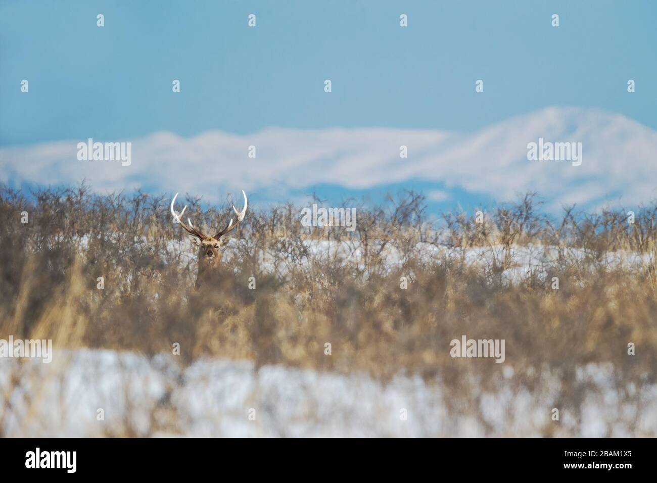 Cerf de Sika (Cervus nippon yesoensis) sur les paysages enneigés, les montagnes recouvertes de neige en arrière-plan, les animaux avec des bois dans l'habitat naturel, le sce d'hiver Banque D'Images