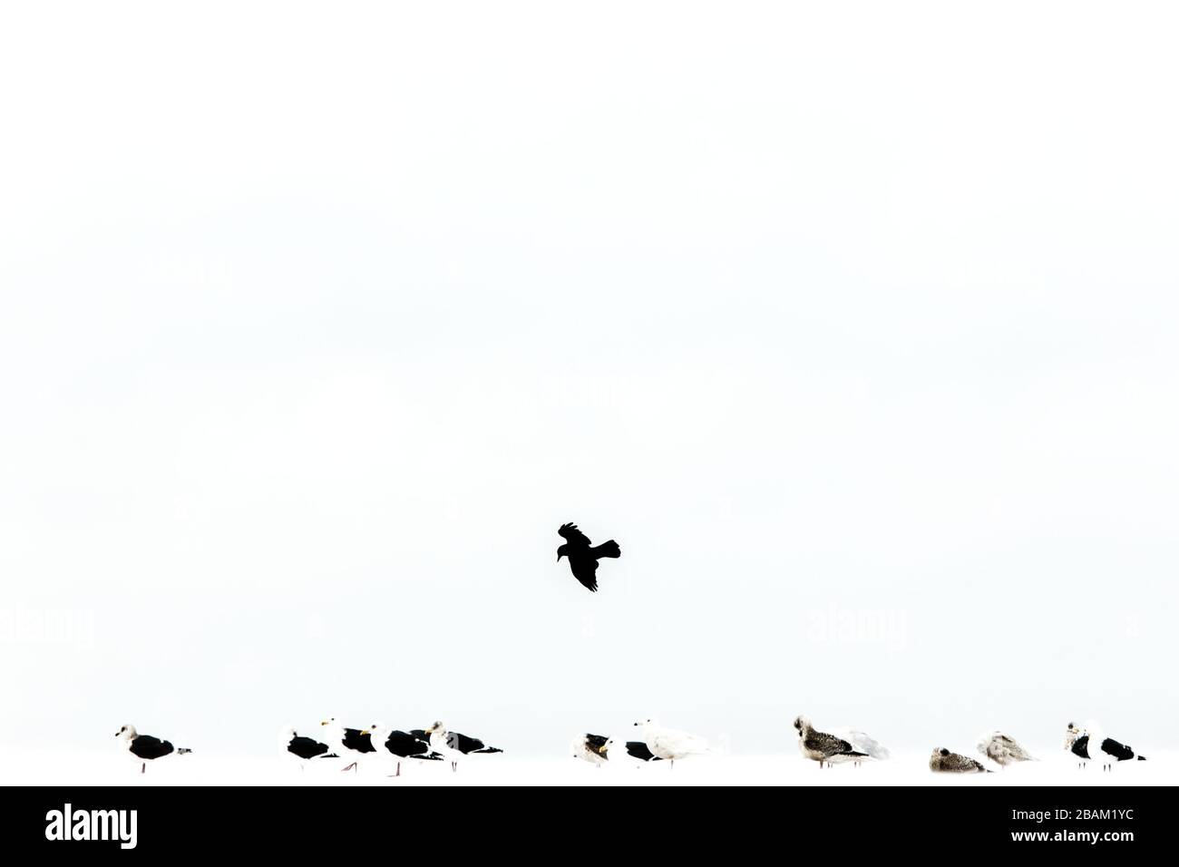Troupeau de mouettes sur la rive de la mer en hiver à Hokkaido, Japon, corneilles au-dessus, oiseaux isolés, paysage en hiver avec des oiseaux, oiseaux exotiques dans Banque D'Images