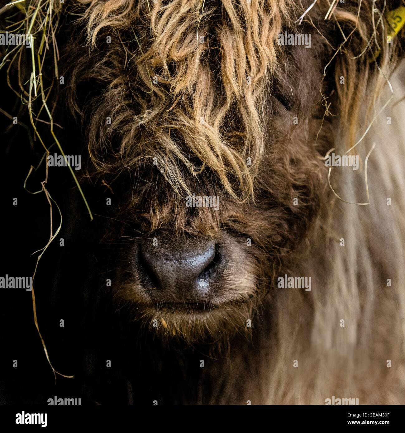 headshot d'une vache de haute terre Banque D'Images