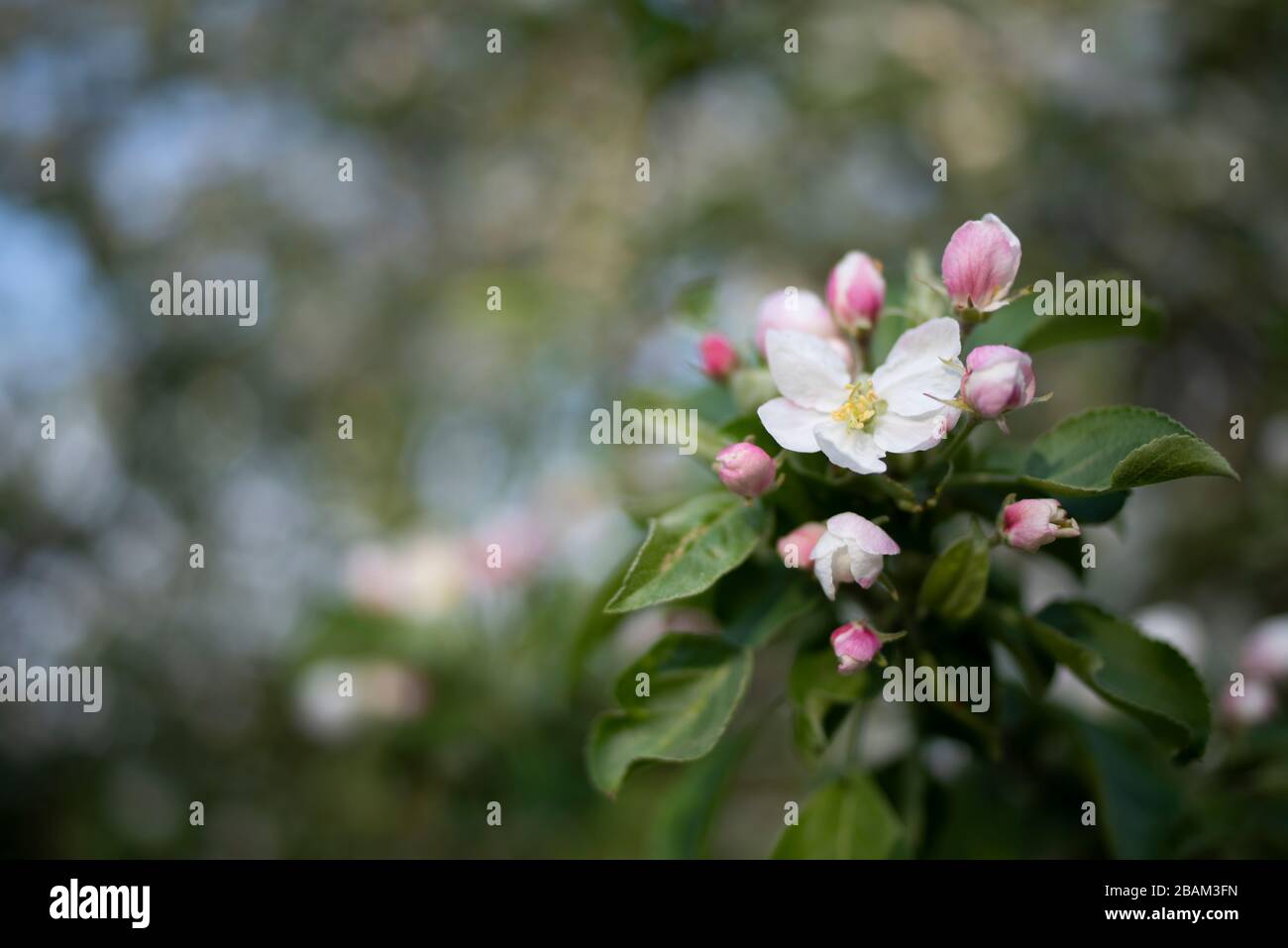 Belle fleur de pomme de printemps avec fond flou. Concept de récupération. Effet du réchauffement de la planète. Début du printemps. Plante saine. Banque D'Images