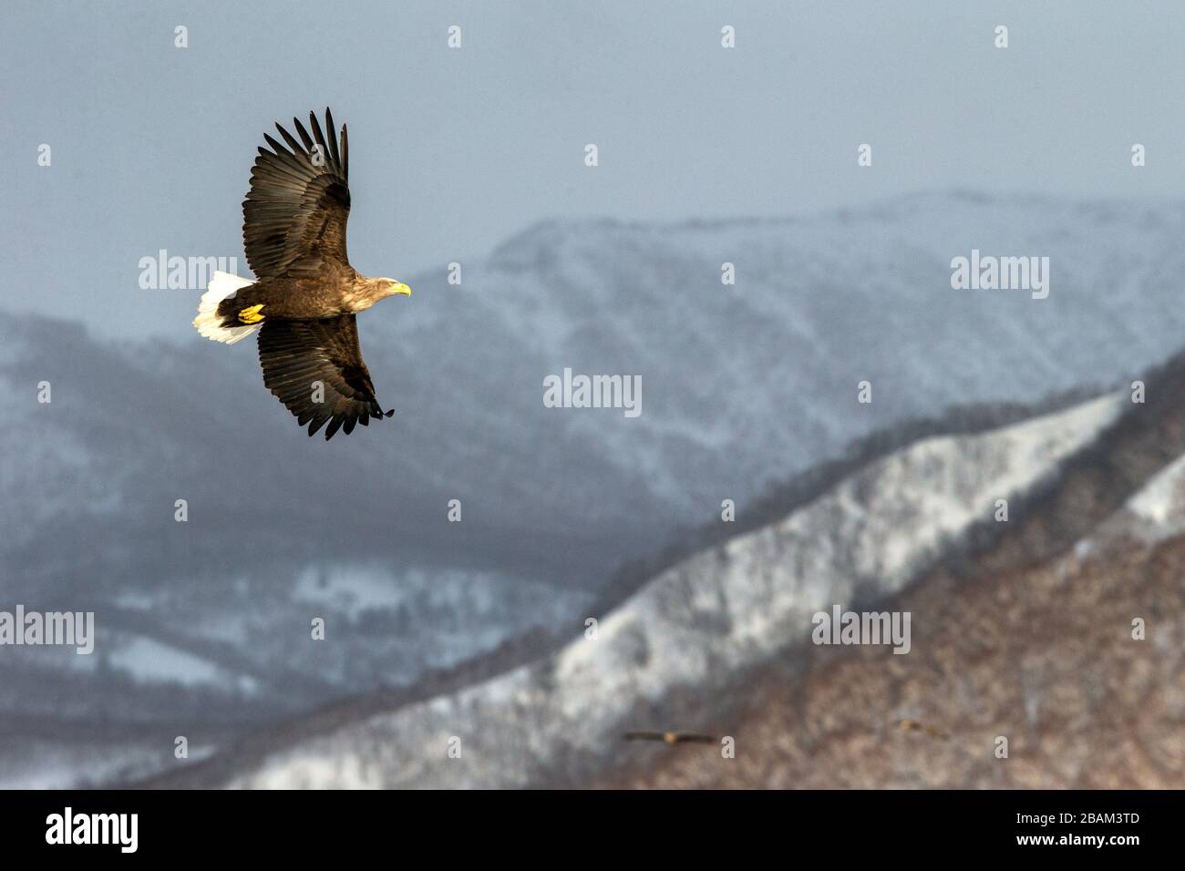 Aigle à queue blanche volant devant les montagnes d'hiver à Hokkaido, silhouette d'oiseau. Beau paysage naturel en hiver. Montagne couverte par s Banque D'Images