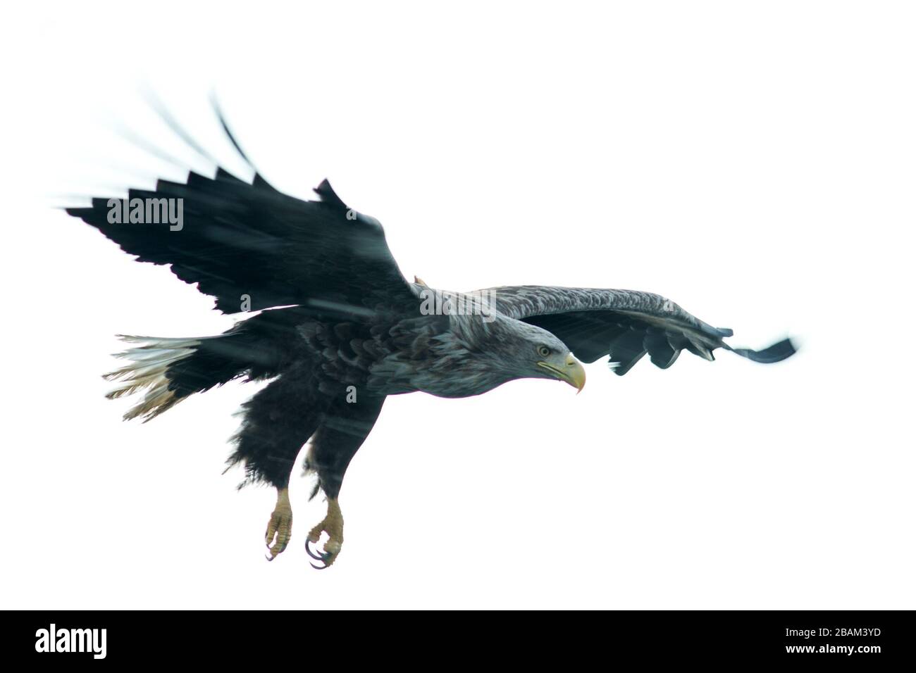 Aigle à queue blanche en vol, aigle volant sur fond blanc, Hokkaido, Japon, silhouette d'aigle, aigle majestueux de mer, scène de la faune, wallpape Banque D'Images