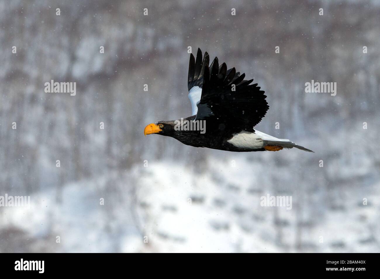 L'aigle marin de Steller volait devant les montagnes d'hiver à Hokkaido, silhouette d'oiseau. Beau paysage naturel en hiver. Montagne couverte par Banque D'Images