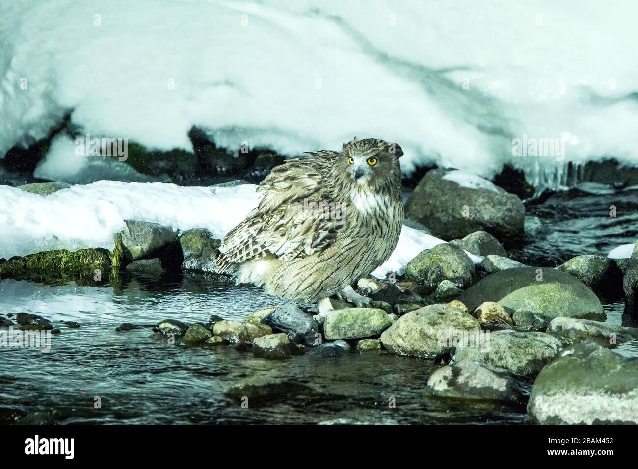 La chouette de poissons de Blakiston, la chasse aux oiseaux dans les poissons dans le ruisseau d'eau froide, la beauté naturelle unique de Hokkaido, Japon, l'aventure d'oiseaux en Asie, grand oiseau de pêche Banque D'Images