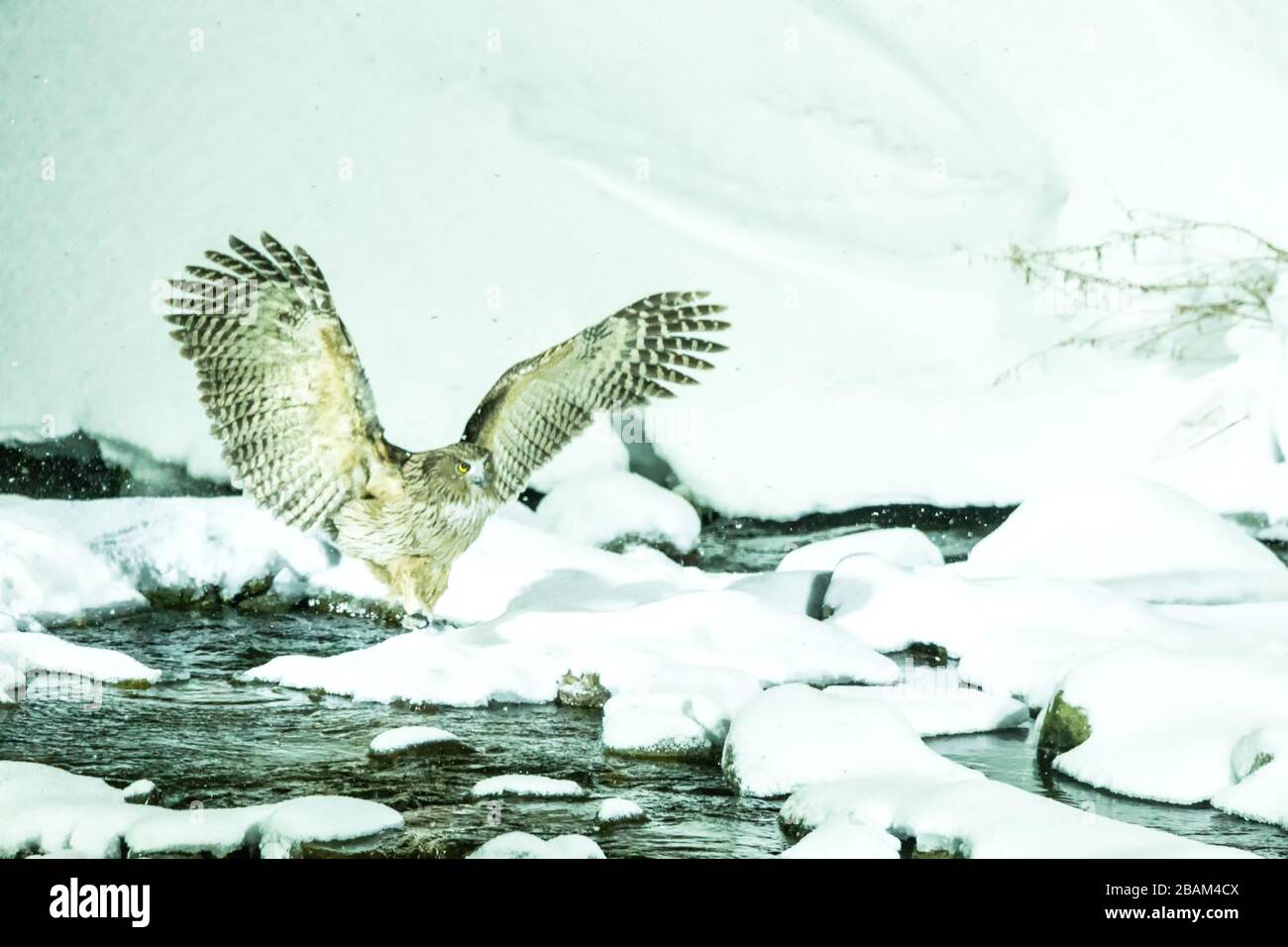 La chouette de poissons de Blakiston, la chasse aux oiseaux dans les poissons dans le ruisseau d'eau froide, la beauté naturelle unique de Hokkaido, Japon, l'aventure d'oiseaux en Asie, grand oiseau de pêche Banque D'Images