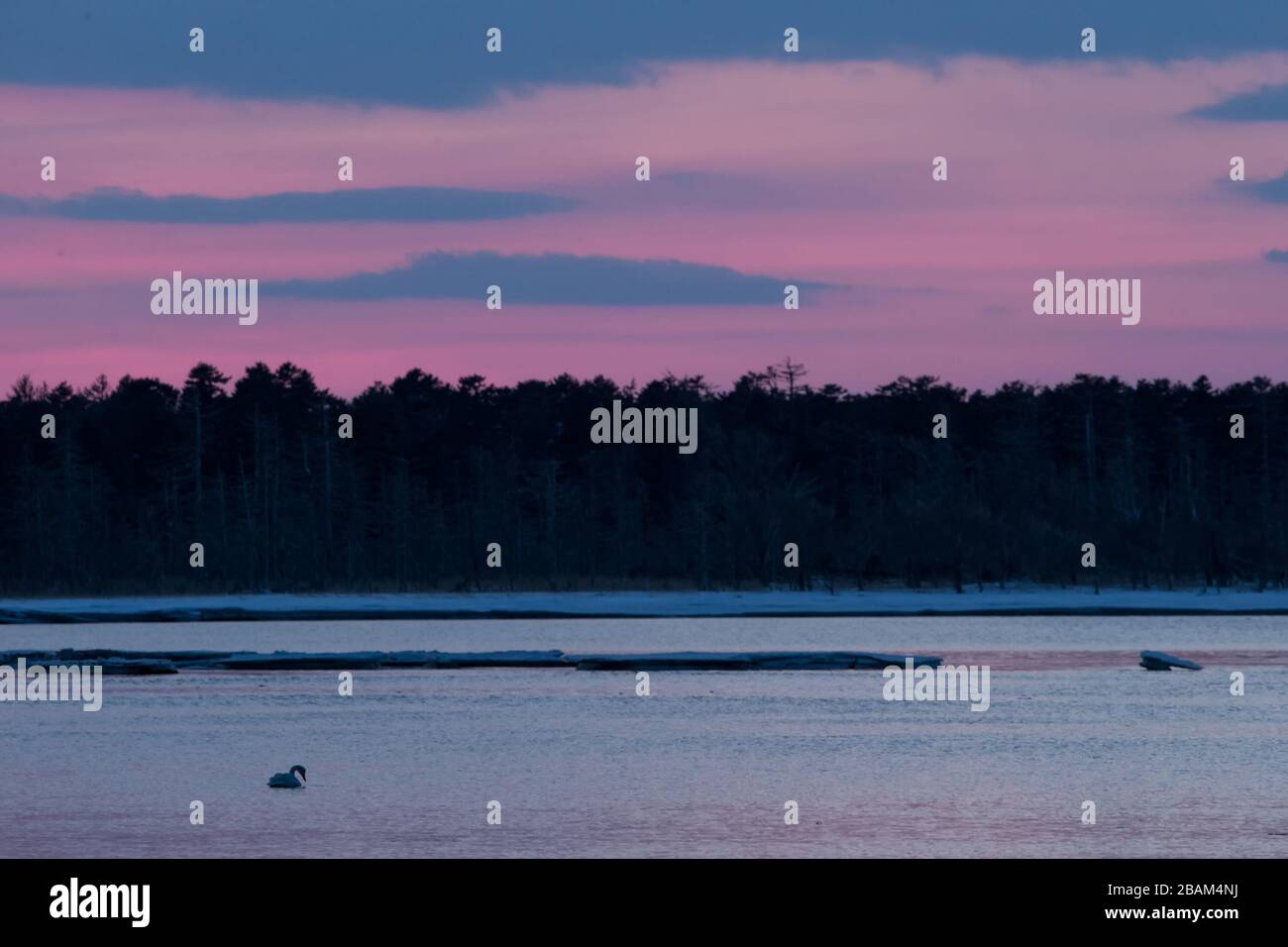 Whooper Swan ou Cygnus cygnus nageant sur le lac en hiver pendant un coucher de soleil magique et coloré, Hokkaido, Japon, conte de fées, lac de cygne, papier peint, oiseaux advenne Banque D'Images