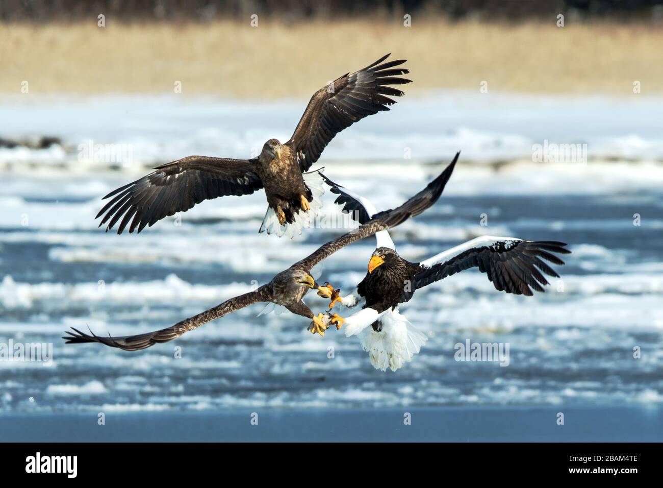 L'aigle de mer et l'aigle à queue blanche de Steller combattent les poissons, Hokkaido, Japon, majestueux rapaces de mer avec de grandes griffes et des chênes, scène de la faune de nat Banque D'Images