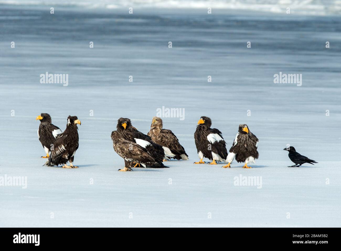 Troupeau d'aigles de mer de Steller et d'aigles à queue blanche combattant sur les poissons sur le lac gelé, Hokkaido, Japon, majestueux rapaces de mer avec de grandes griffes et beak Banque D'Images