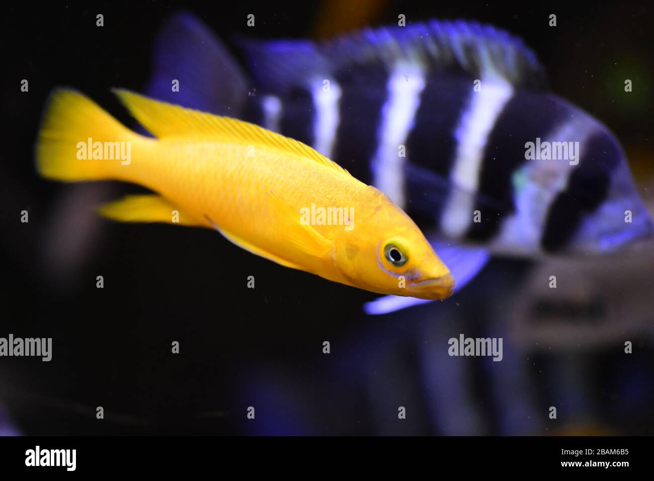 Poissons d'aquarium d'eau douce, poissons de cichlid endémiques provenant de lacs africains et de rivières sud-américaines Banque D'Images