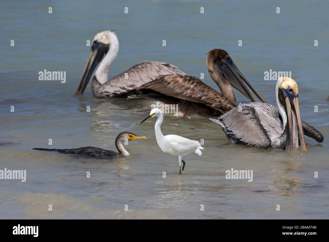 Pelican Pelecanus occidentalis & Egrets Florida USA Banque D'Images