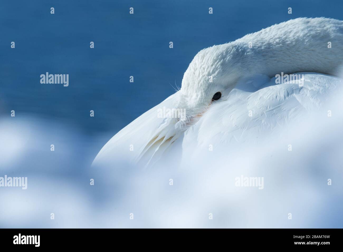 Détail des Cygnus cygnus Swans (Cygnus cygnus) dans le lac de Kussharo. La beauté naturelle unique de Hokkaido, Japon, portrait d'oiseau de gros plan, adventur d'oiseaux Banque D'Images