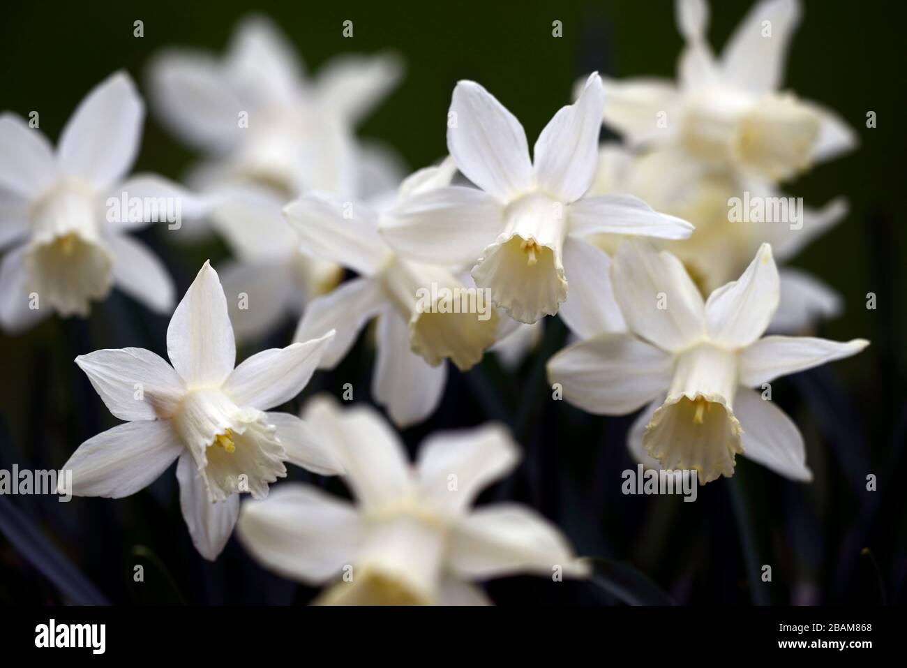 Narcisse Snow Baby,narcissi,daffodil,jonquilles,trompette crème blanche,trompettes,fleur de crème blanche,fleurs,floraison,miniature,petite,courte,RM Floral Banque D'Images