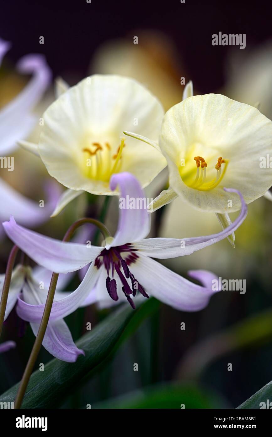 Erythronium Miss Jessop, E A Bowles hybride,printemps,fleurs souples et roses réflexes,Narcisse bulbococopodium Arctic Bells,narcisse,daffodil,daffodils,animal blanc Banque D'Images