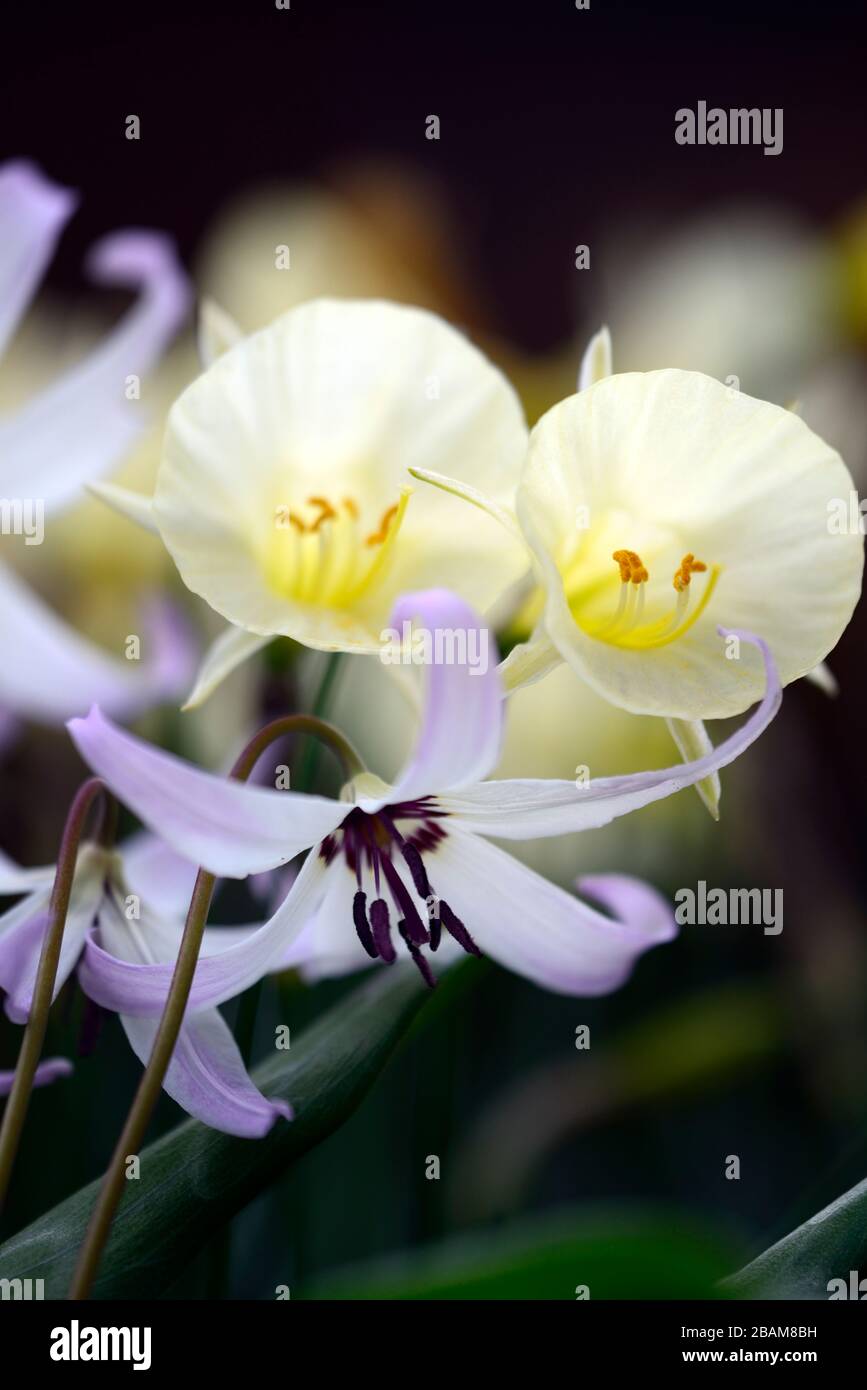 Erythronium Miss Jessop, E A Bowles hybride,printemps,fleurs souples et roses réflexes,Narcisse bulbococopodium Arctic Bells,narcisse,daffodil,daffodils,animal blanc Banque D'Images