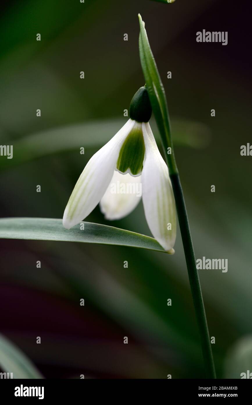Emerald Isle,snowdrop Galanthus perce-neige,hybride,vert,virescent,marques,fleurs,fleurs,printemps,Floral RM Banque D'Images