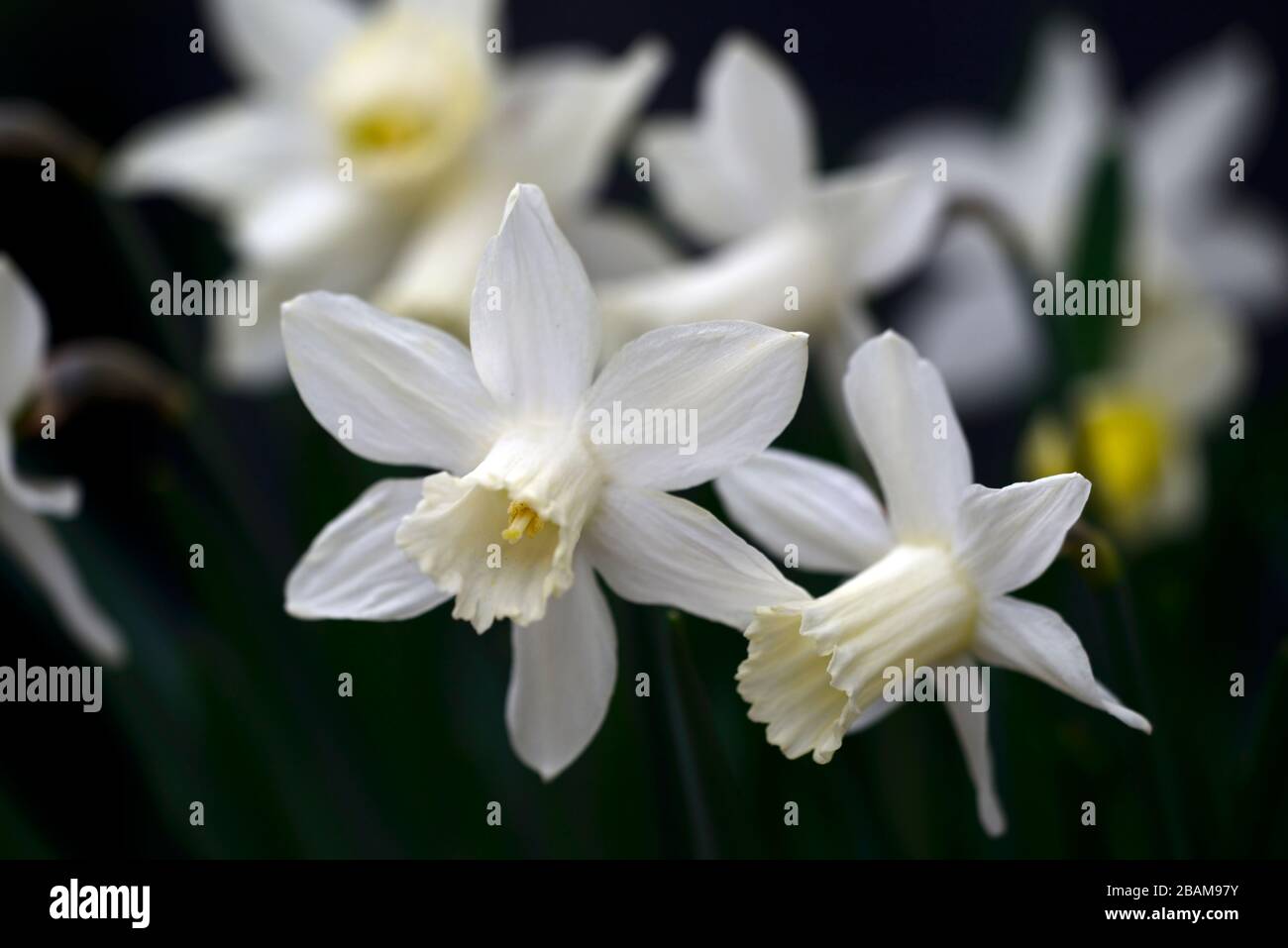 Narcisse Snow Baby,narcissi,daffodil,jonquilles,trompette crème blanche,trompettes,fleur de crème blanche,fleurs,floraison,miniature,petite,courte,RM Floral Banque D'Images