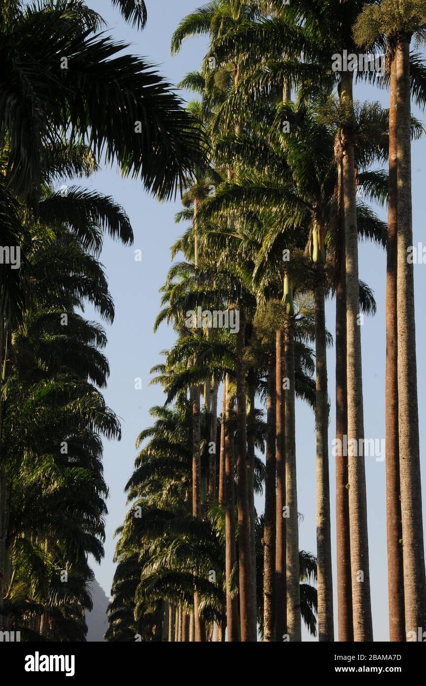 Palmiers impériaux, 2012, jardin botanique, Rio de Janeiro, Brésil. Banque D'Images