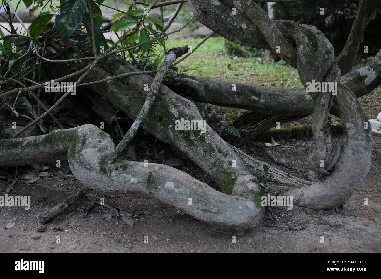 Arbre Roots, 2012, jardin botanique, Rio de Janeiro, Brésil. Banque D'Images