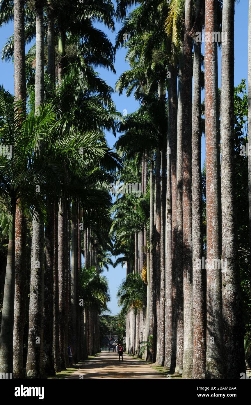 People, palmiers impériaux, 2012, jardin botanique, Rio de Janeiro, Brésil. Banque D'Images