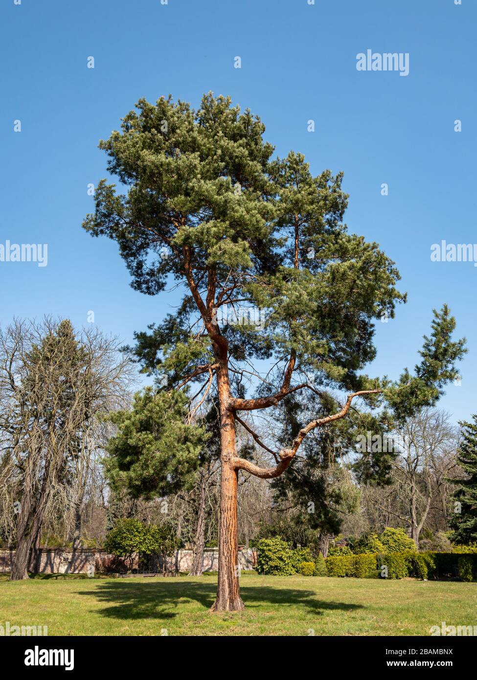 PIN écossais Pinus sylvestris dans le parc Banque D'Images