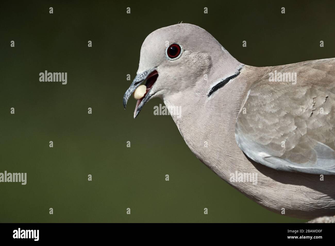 Une colombe à col annulaire (Streptopelia decaocto) qui mange de la nourriture pour oiseaux et du fond vert Banque D'Images