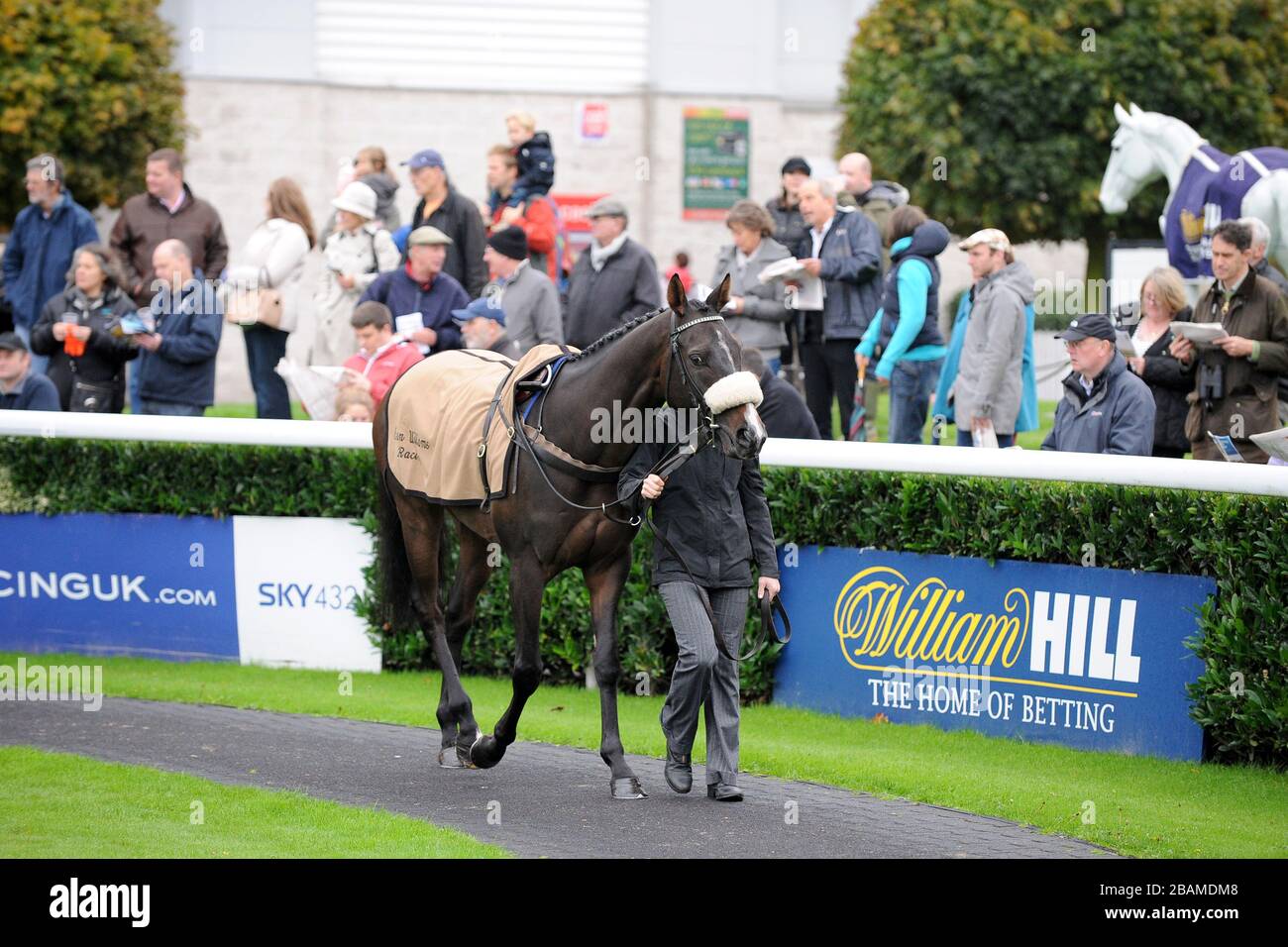 Les chevaux sont marchés autour de l'anneau de parade à l'hippodrome de Kempton Banque D'Images