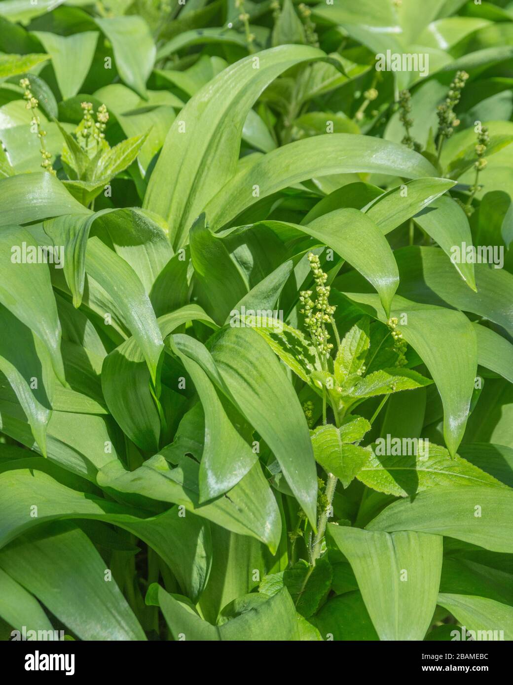 Mercure pour chien venimeux / Mercurialis perennis en fleur (à droite) et Ramsons en forme de lance / feuilles d'Allium ursinum au soleil de printemps. Banque D'Images
