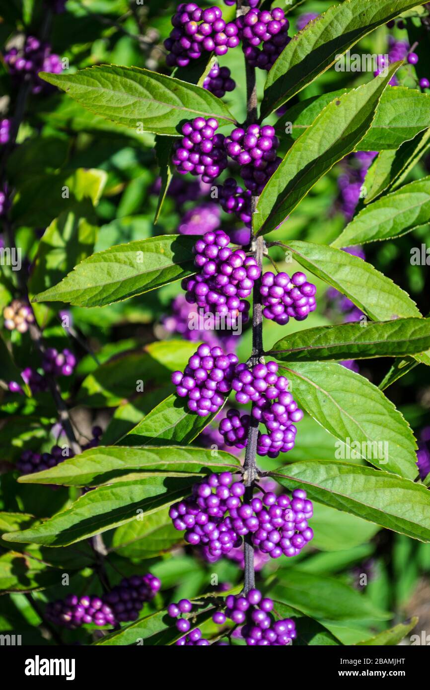 Baies de beauté, baies violettes dans une rangée verticale Banque D'Images