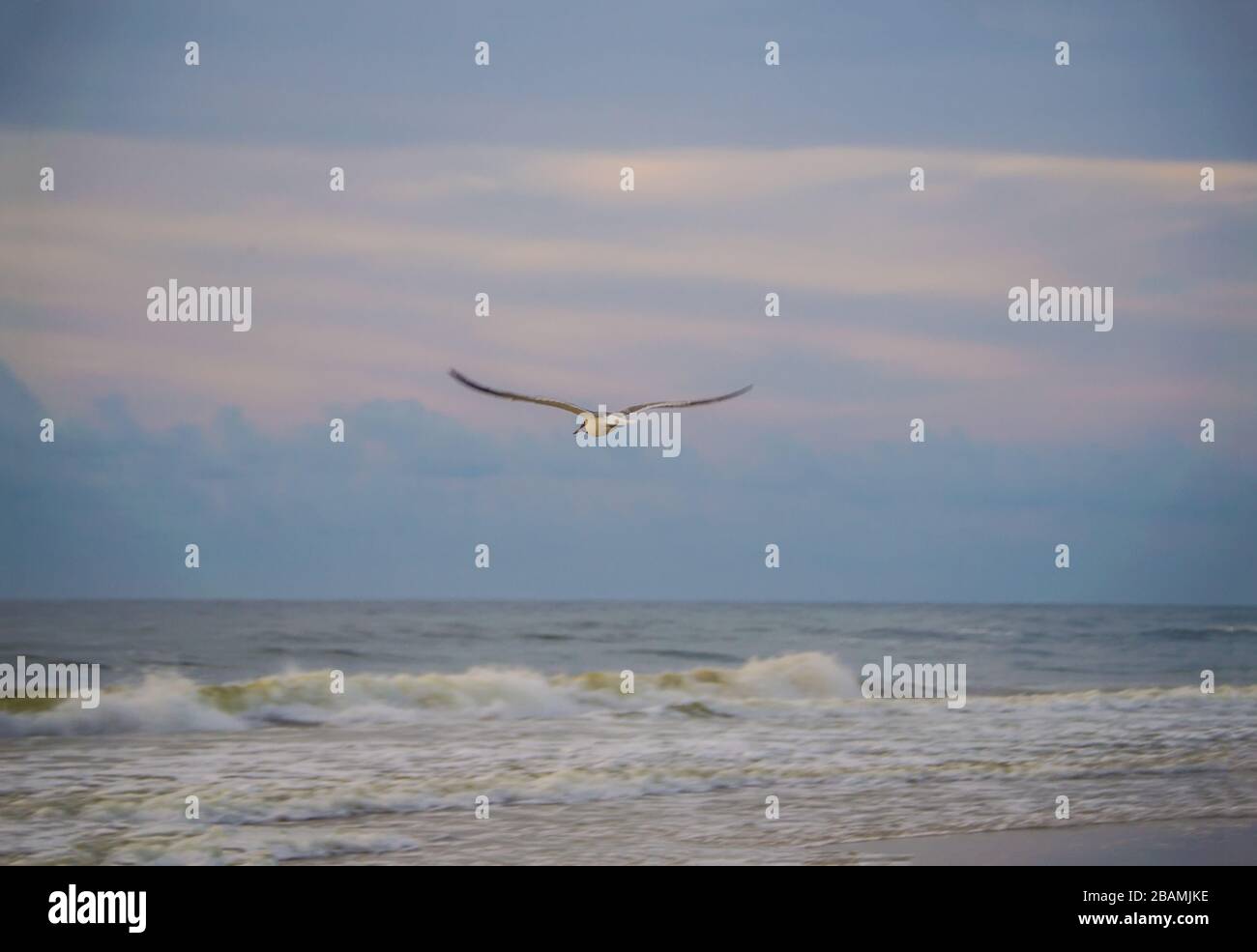 Mouette qui surfe sur le surf Banque D'Images