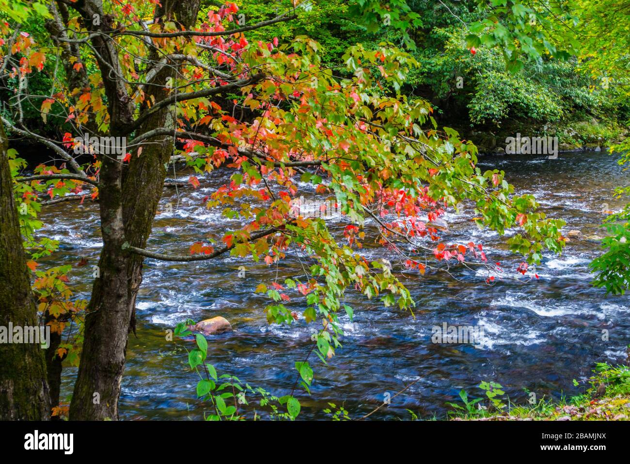 Un ruisseau de montagne à l'automne, Caroline du Nord Etats-Unis Banque D'Images