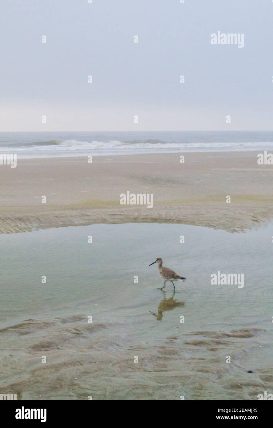 Sandpiper marchant sur la plage Banque D'Images