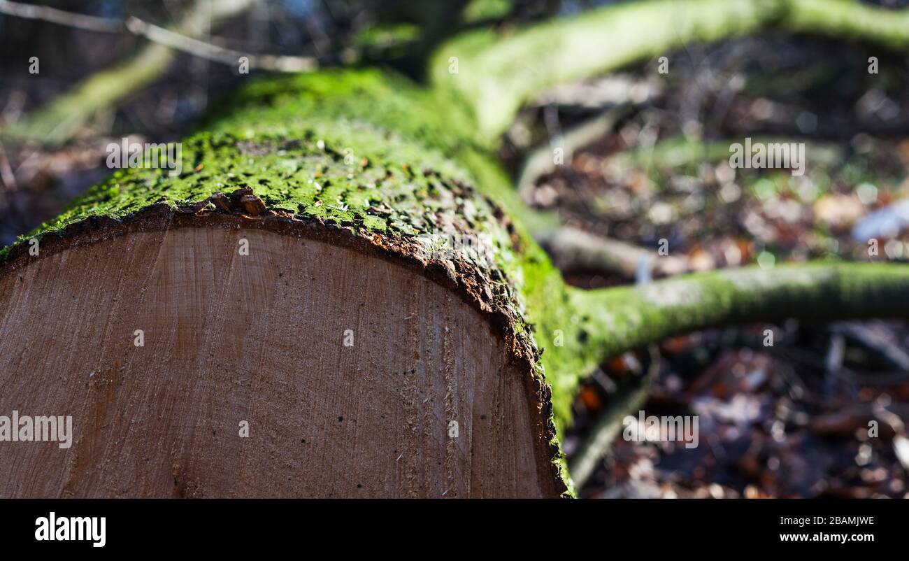 L'arbre à feuilles décidues avec de la mousse sur le tronc se trouve horizontalement sur le travail forestier de tronçonneuse Banque D'Images