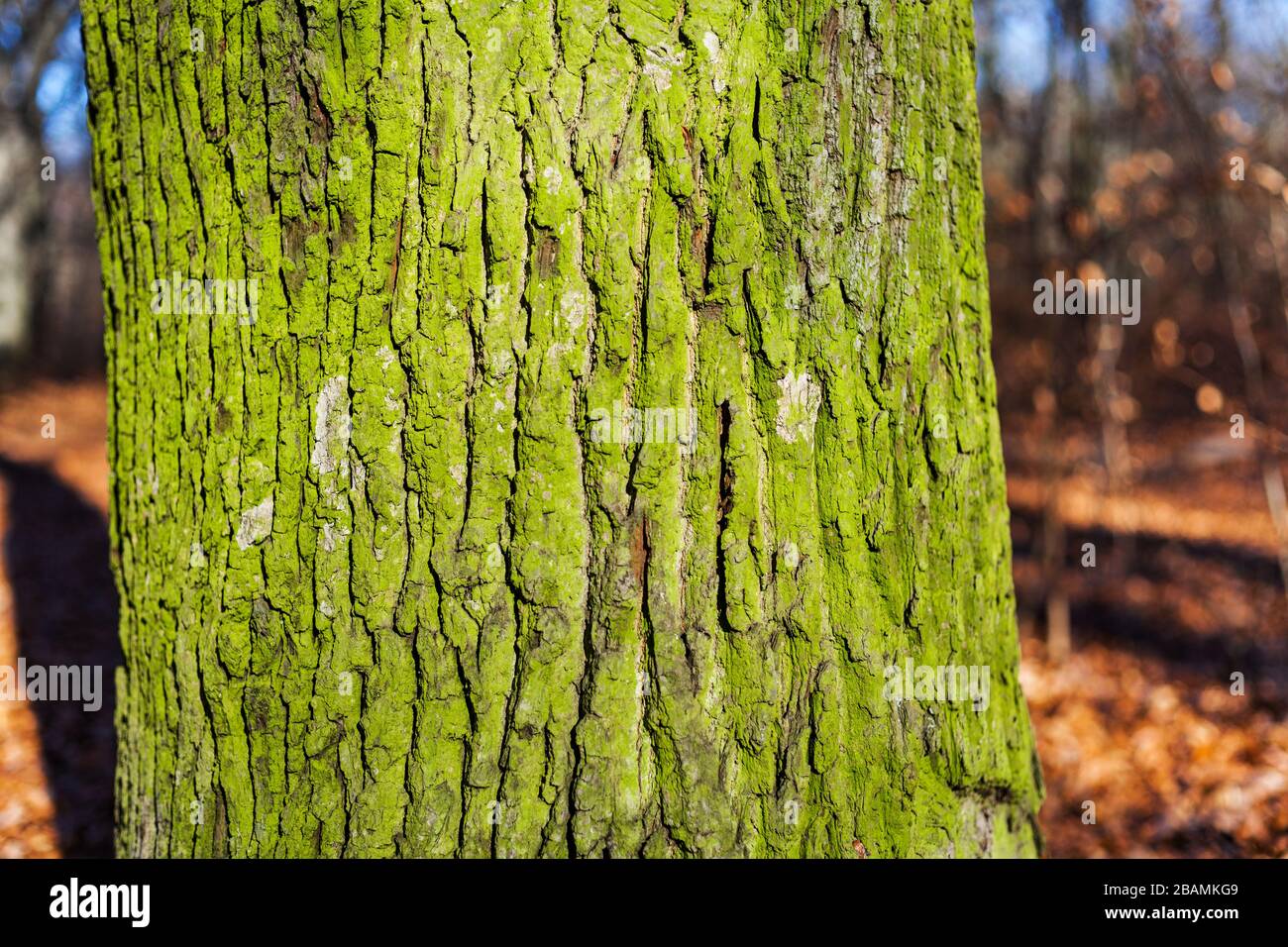 vieux arbre avec forte mousse verte sur l'écorce forêt de chêne allemande nature peau rugueuse structure fissurée Banque D'Images