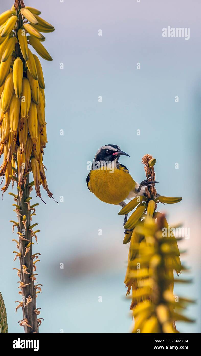 Le bananaquit,Coereba flaveola est une espèce d'oiseau de sérine de relation incertaine Banque D'Images